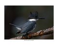 _1SB0057 belted kingfisher a11x14